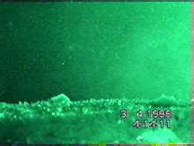 Naissent toutes à un seul les civelles naissent toutes à un seul endroit du globe, dans la mer des sargasses, près du triangle des bermudes. Glass eels. : interestingasfuck