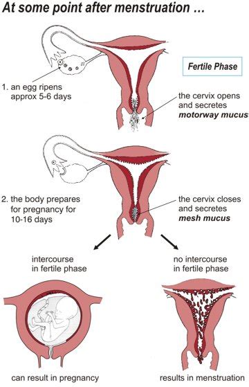 Day one of your cycle occurs with the start of your period. Fertility Education Trust