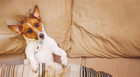 Ich möchte dir meine erfahrungen weitergeben. Körpertemperatur beim Hund: Wann hat ein Hund Fieber?