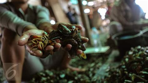 Seminar internasional tentang ancaman terhadap mamalia laut : 10 Manfaat Kerang Hijau yang Jarang Diketahui - Hot ...