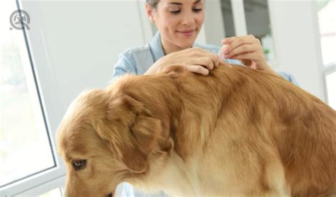 Why are dog vaccinations necessary? How to Stop Flea and Tick Infestations at Your Dog Grooming Salon - QC Pet Studies