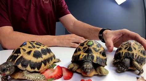 The bird communicates using behaviors such as head moving. Memphis Zoo - Virtual Wild Encounter: Spider Tortoise ...