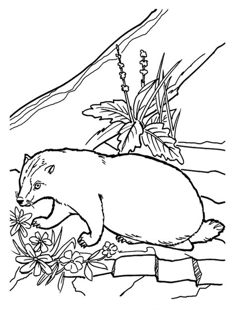 Enter now and choose from the following categories: Badger Coloring Pages Realistic | Realistic Coloring Pages