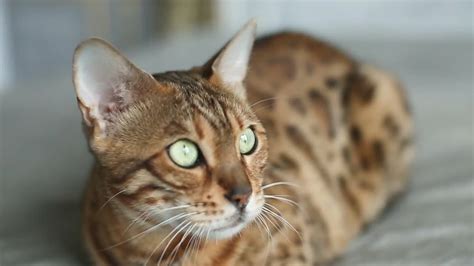 Owning a bengal cat is no easy, a ballet of bengals began where they kept peeping around the open door and then backing off (with hissing). Bengal House Cat - Stock Video | Motion Array