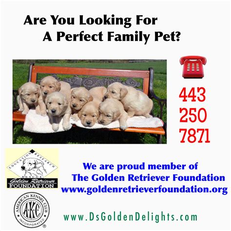 Precious puppies are planned for 2018. MARYLAND GOLDEN RETRIEVER PUPPIES- Ds Golden Delights 443 ...