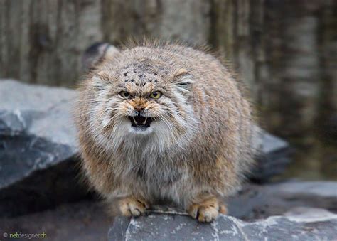 Pallas' cat or manul it 'a lovely and rare wild cat that really lives in the mountains of tibet and central asia in general, look it on the net! The Manul Cat Is The Most Expressive Cat In The World ...