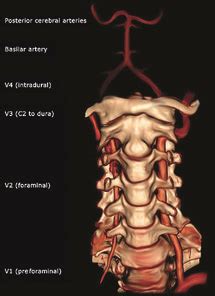 * fibrous structure around the glenoid fossa. Drag The Labels Onto The Diagram To Identify The Parts Of ...