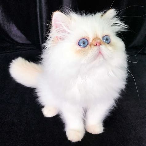 Explore blue point, cream point, seal point or lynx point himalayan persian kittens. HIMALAYAN PERSIAN KITTENS FOR SALE IN LOS ANGELES ...