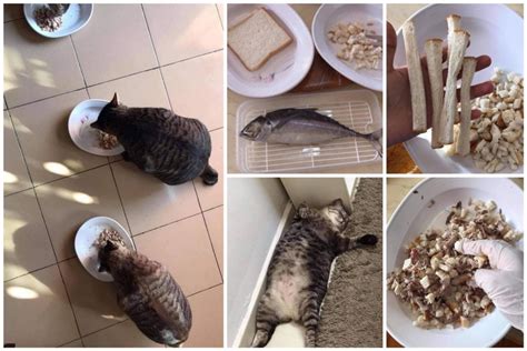 Sehingga makanan kering ini cocok untuk kucing segala usia. Resepi Makanan Kucing Untuk Gemuk Cuma Guna 2 Bahan Ni ...