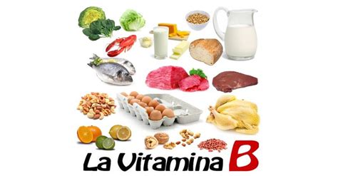 In particolare, la si trova nella carne. In quali alimenti si trova la vitamina b 2016RISKSUMMIT.ORG