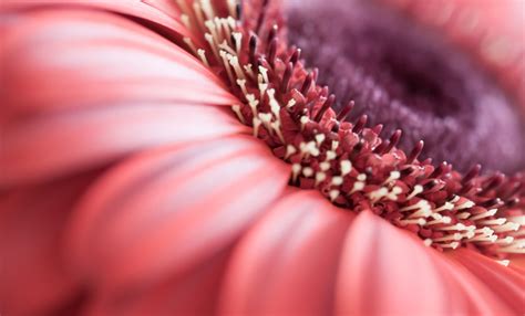 And their colors and textures are a. 8 Flower Photography Tips To Make Your Photographs Bloom ...