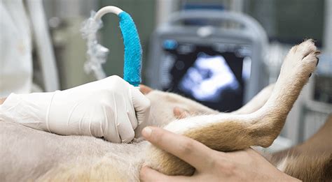 To observe physical distancing, only patients are allowed to enter the clinic unless needing assistance, such as pwd, elderly, or minor patients. Pet Ultrasound Services Near Me 44143 - Richman Animal Clinic