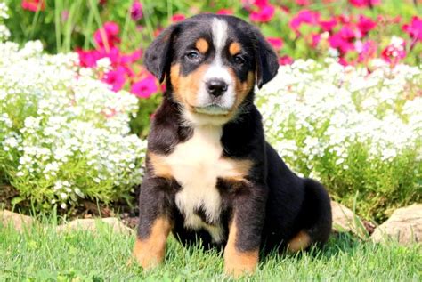 They are calm around children, pets, and strangers that are welcomed into your home, but. Happy Harry | Greater Swiss Mountain Dog Puppy For Sale ...