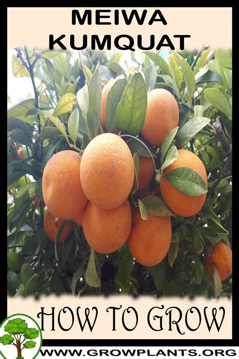 How tall do kumquat trees grow? Meiwa kumquat - How to grow & care