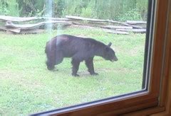 Black bear cabin rentals blue ridge ga. See photos taken at Bears Cabin Blue Ridgega, get ideas ...