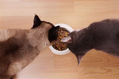 Read on to see some of our top picks for feeding your indoor cat. The 25 Best Cat Foods for Indoor Cats of 2020 - Cat Life Today