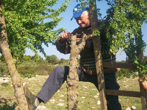 Ελαία, olea) είναι γένος καρποφόρων δέντρων της οικογένειας των ελαιοειδών (oleaceae), το οποίο συναντάται πολύ συχνά και στην ελλάδα. ΠΟΛΙΤΙΣΜΟΣ- ΑΝΑΠΤΥΞΗ: Αγροτικά-Φύση