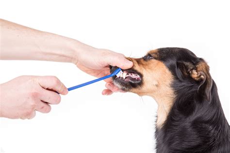Dedicated to providing patients with superior dental care. 2020 Dog Teeth Cleaning Costs | Dog Dental Cleaning Cost