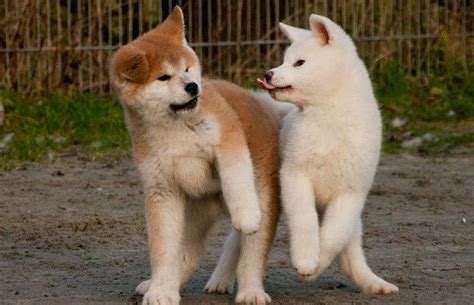 3,206 likes · 34 talking about this · 1 was here. Akita dog price range. How much are American Akita puppies?