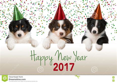 Dog jack russell terrier and dog nova scotia duck tolling retriever holiday, christmas. Happy new year puppies stock image. Image of celebration - 79614295