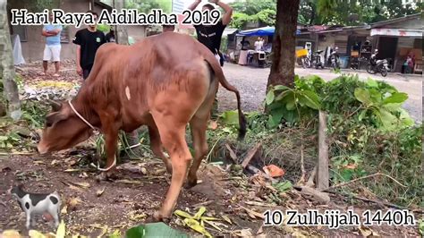 Pengisytiharan pengumuman hari raya haji 2018 aidiladha via www.mysumber.com. SELAMAT HARI RAYA HAJI 2019@1440H - YouTube