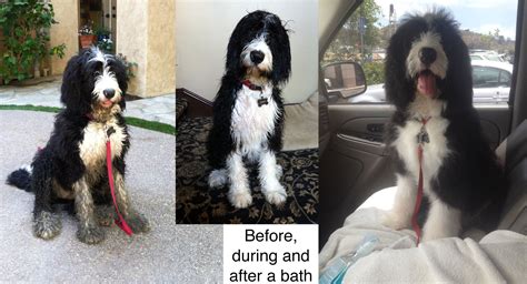 Start with a warm bath, followed by a few minutes. our bernedoodle at bath time, she is 5 months old. We got ...