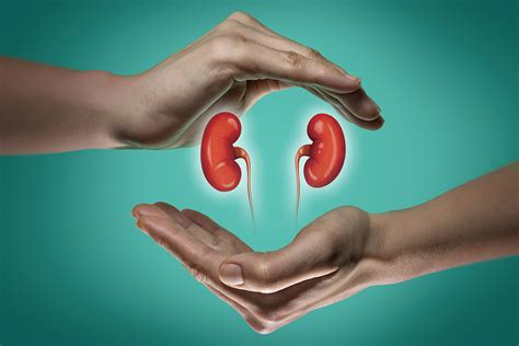 Where are the kidneys located? Are The Kidneys Located Inside Of The Rib Cage - Heart And ...