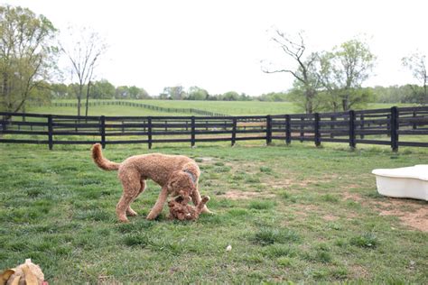 We work on helping dogs to be calm and obedient in many areas such as kitchens, dens, bedrooms, and other areas where guests may visit. Board & Train Programs - Wag It Better