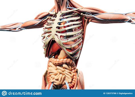 Search more high quality free transparent png images on pngkey.com and share it with your friends. 3d Render Of Human Skeleton Showing Muscles And Internal Organs Stock Illustration ...