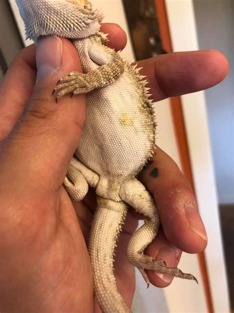 Bearded dragons are quite active during the day if they are healthy. Bearded Dragon Yellow Fungus on the Side Of the Body in ...