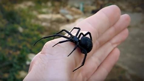 Ihren namen erhielten sie dadurch, dass die weibchen die männchen nach der paarung töten und fressen und sich. Schwarze Witwe auf dem Vormarsch