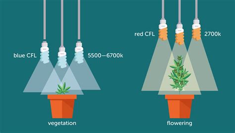 We did not find results for: Can You Grow Cannabis With Fluorescent Lights? - GrowDiaries