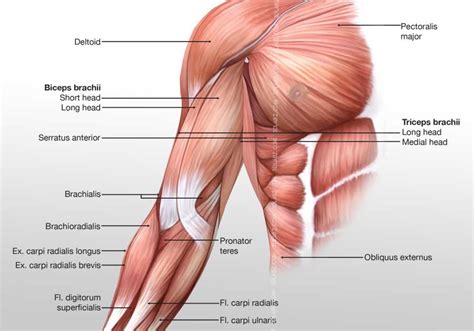 With a flat back exhale forward bringing the palms to the floor under the shoulders. Arm Anterior Muscles 3D Illustration labeled.