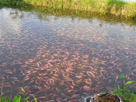 Itu adalah panduan cara persiapan kolam budidaya ikan nila dalam kolam terpal. √ Panduan Lengkap Cara Budidaya Ikan Nila Kolam Tanah ...