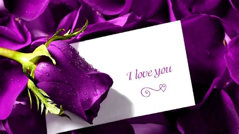 Check spelling or type a new query. Valentines Day Purple Rose Hd Wallpaper