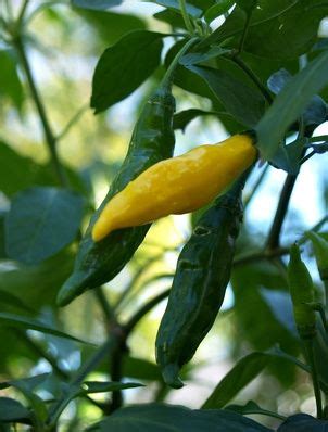 Accustom young plants to outdoor conditions by moving them to a sheltered place outside for a week. When to Pick Hungarian Hot Wax Peppers? | Hunker | Stuffed ...