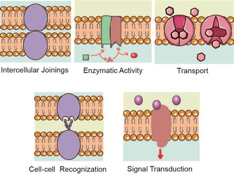 Integral proteins are the proteins of the cell membrane which are completely embedded in the bilayer of phospholipids and have hydrophilic and hydrophobic regions. Membrane Protein Overview - Creative Biolabs Blog