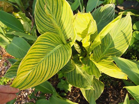 Maybe you would like to learn more about one of these? Canna Two Tone Tiger PPAF - Brian's Botanicals