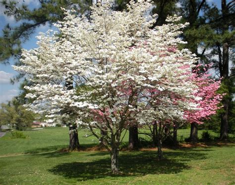 The official state tree of missouri is the flowering dogwood. » Flowering Trees Photos