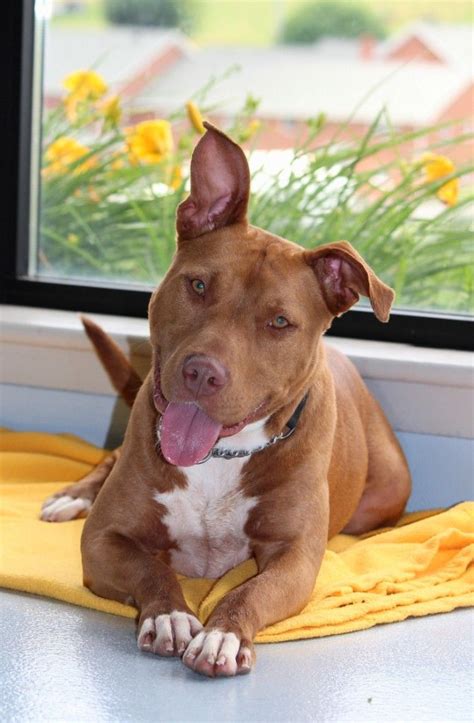 We decided that we would stay at holiday inn because we didn't want to impose on friends. Dani/Rosie-available for adoption at the Watauga Humane ...