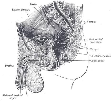 The pouch of douglas is a small area in the female human body between the uterus and the rectum. Tuan Tiga: Rahsia Tulang Sulbi ( Coccxy ).