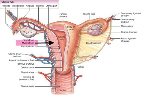 Start studying female body diagram. Leiomyosarcoma - Causes, Symptoms, Survival Rate, Treatment