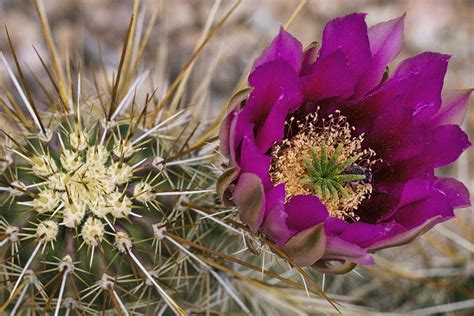 Hedgehog cacti (echinocereus spp.) are native to the united states and mexico, and make mounding clumps of many stems over time. Strawberry Hedgehog Cactus Blossom Photograph by Saija ...