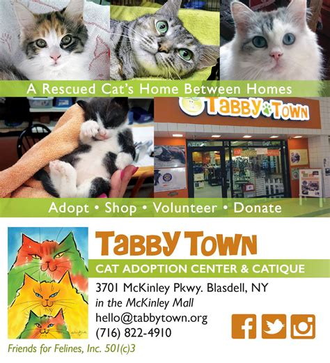 3.5k likes · 958 talking about this · 371 were here. Cat Adoption Buffalo Ny