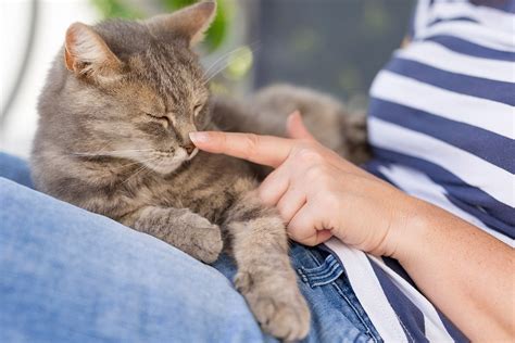 Cats and essential oils are a potentially toxic mix. Which Essential Oils are Toxic to Cats? Which Ones are ...
