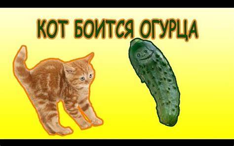Можно ли похудеть если есть свежие огурцы
