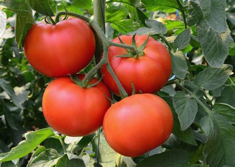 Finally in 1994 those wishes came true with big beef. Big Beef Hybrid Tomato Seeds | Growing tomato plants ...