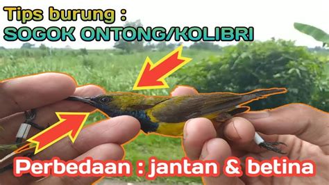 Pangkal paruh burung puyuh jantan berwarna coklat kemerahan, sedangkan pangkal paruh burung puyuh betina tidak berwarna coklat kemerahan. Perbedaan sogon jantan dan betina//Tips#Akurat - YouTube