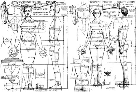 Fairbanks' created to use during his university teaching career. Body proportions - Wikiwand