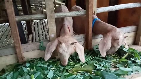 Dalam berternak kambing atau domba kandang kambing terbagi dalam 2 model, kandang kambing model lantai (lemprak) dan model kandang kambing kelebihan kandang kambing model panggung. Kambing Kacang di Kandang Mas rizal Mewah - YouTube